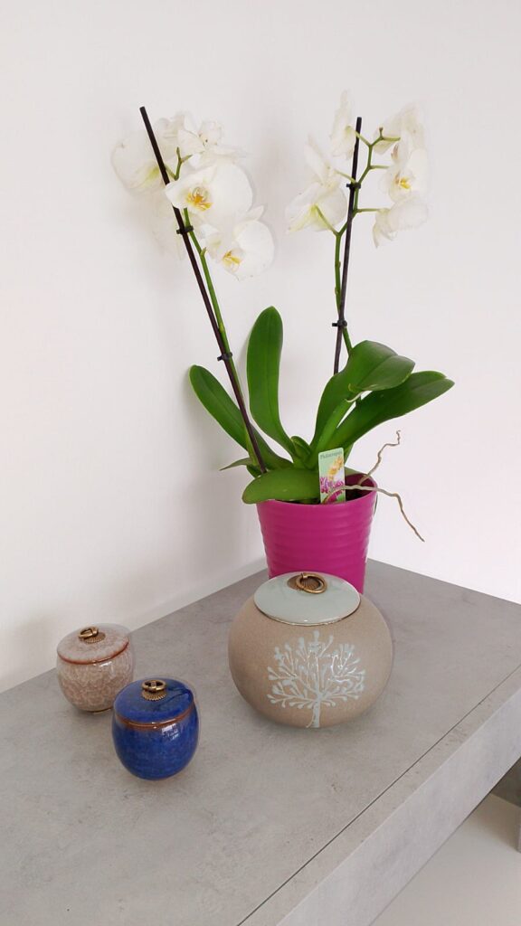ultima_coccola_gallery_2