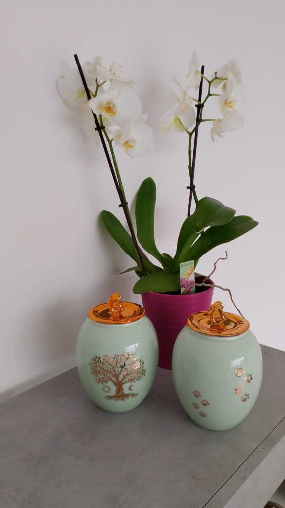 ultima_coccola_gallery_8